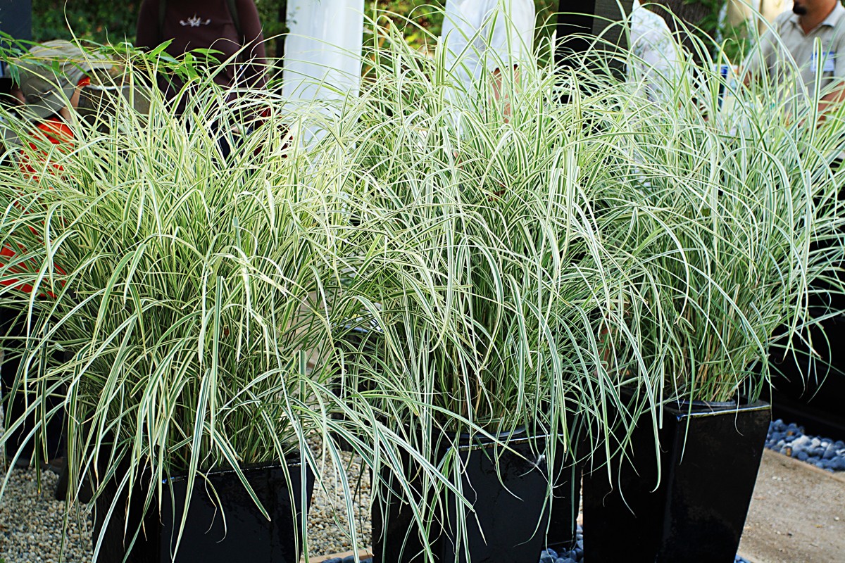 landscaping granite bay ca, landscape design, outdoor living, landscaper roseville ca