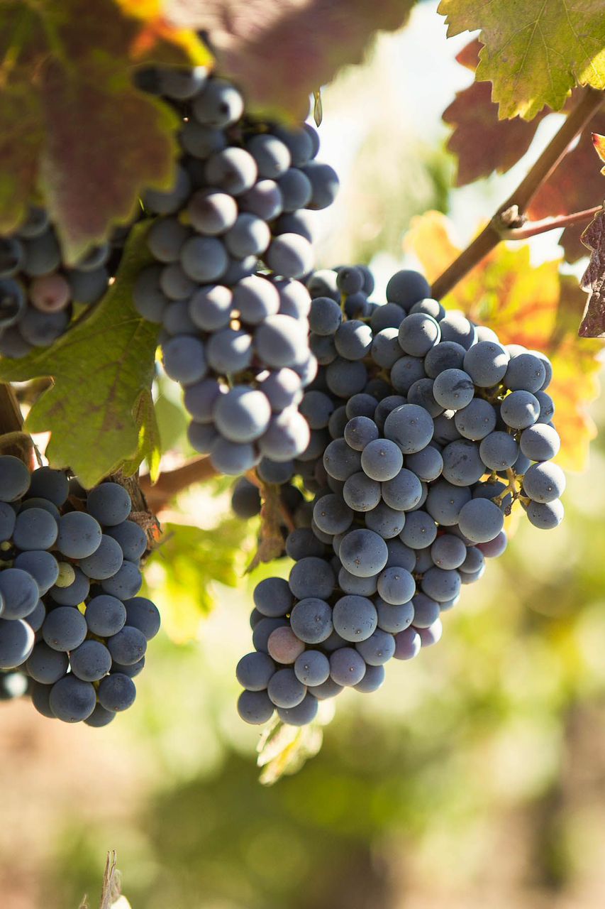 landscaping granite bay ca, landscape design, outdoor living, landscaper roseville ca